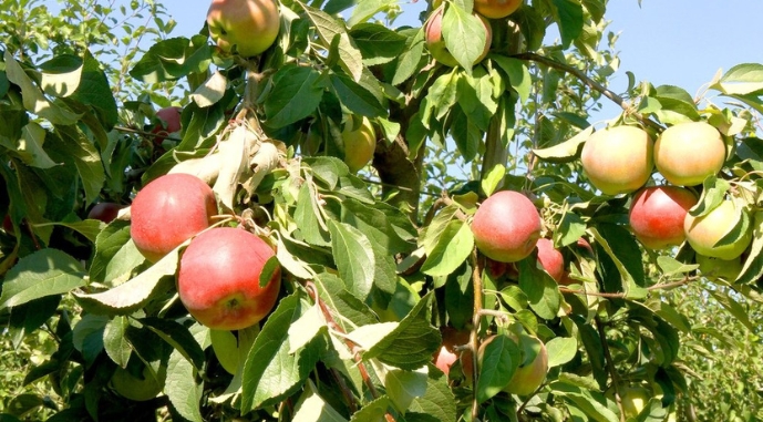  Корпорація «Вінницясадвинпром» — Галузевий партнер конференції Fruit&Nut Ukraine 2026