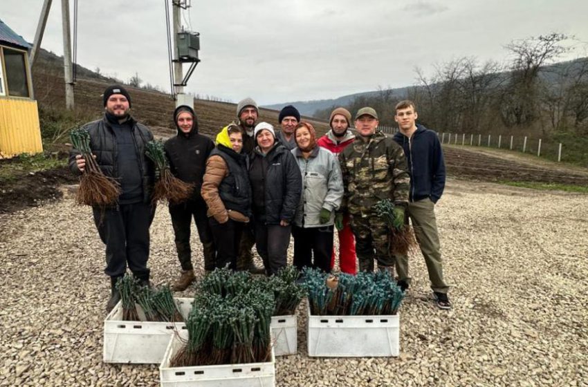  Відродження історичного теруару Могилівського Подністров’я «GIGI winery»: українське вино з грузинським серцем