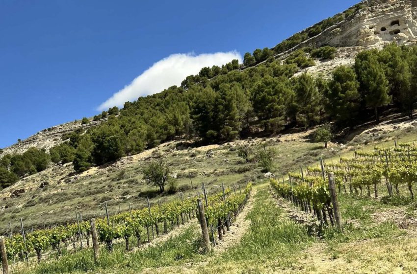  Tempranillo, висотні виноградники і кліматичні зміни в Ribera del Duero