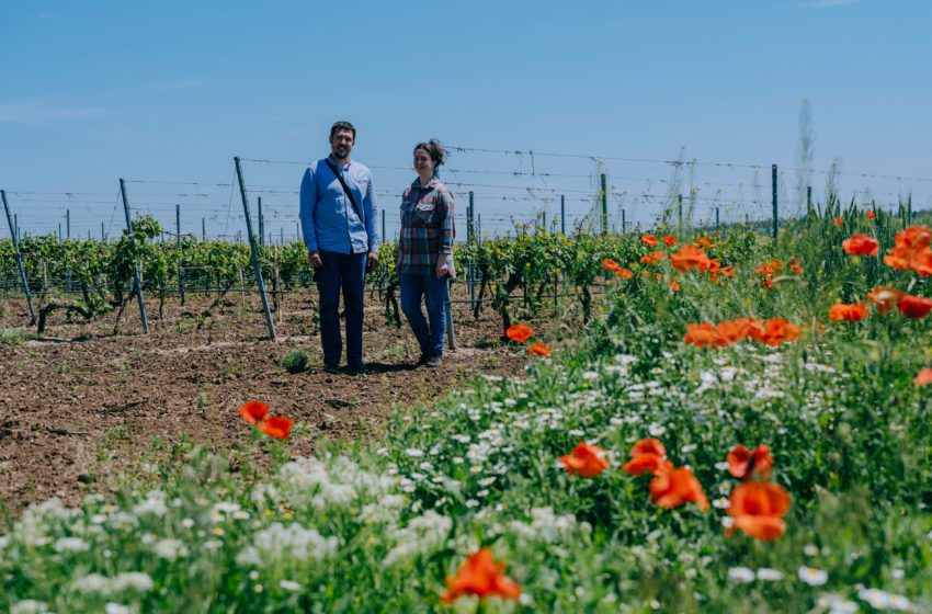  Українське виноробство у фокусі світу: The Guardian розповів про Beykush, GIGI Winery та Steppe Winery