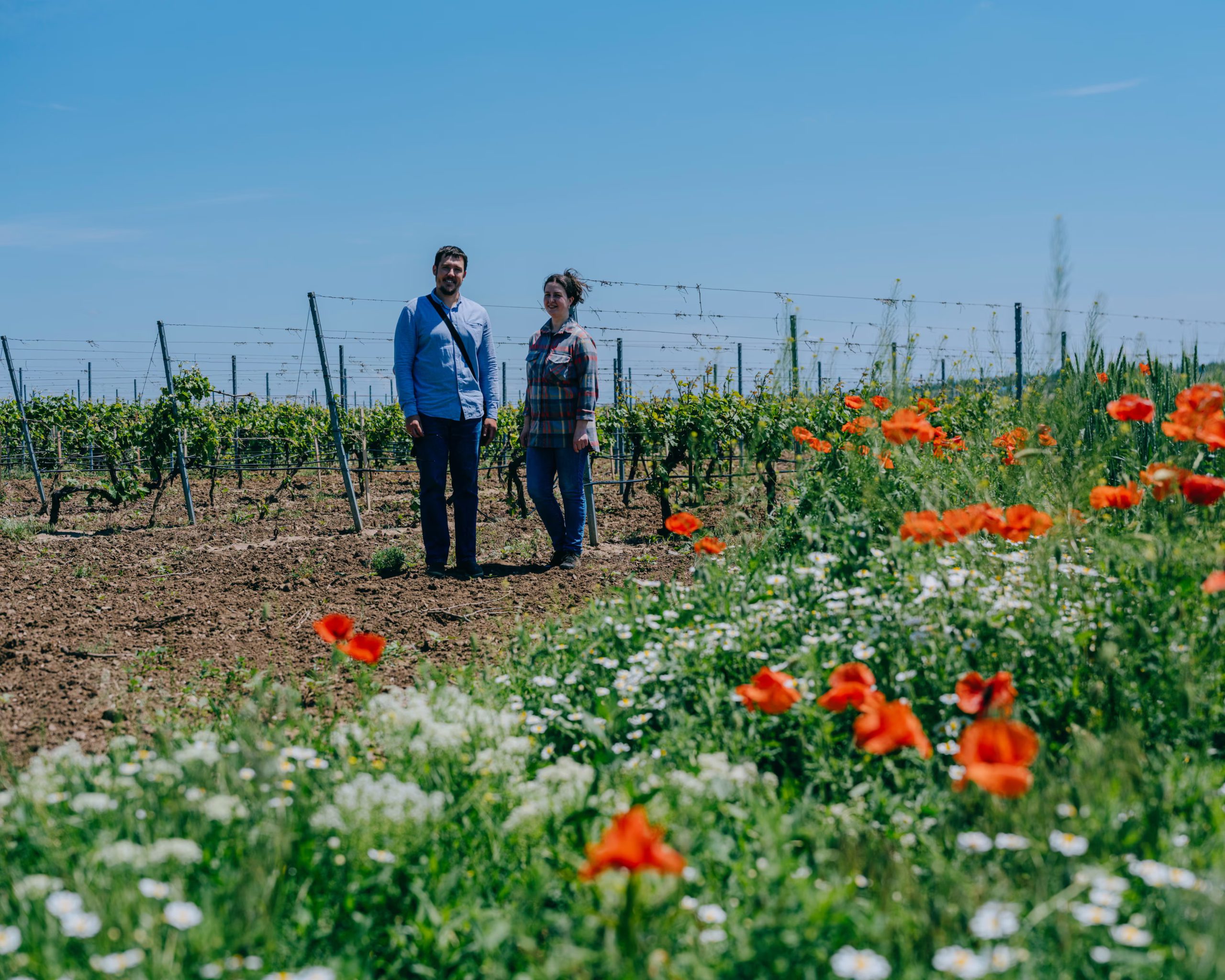 Українське виноробство у фокусі світу: The Guardian розповів про Beykush, GIGI Winery та Steppe Winery