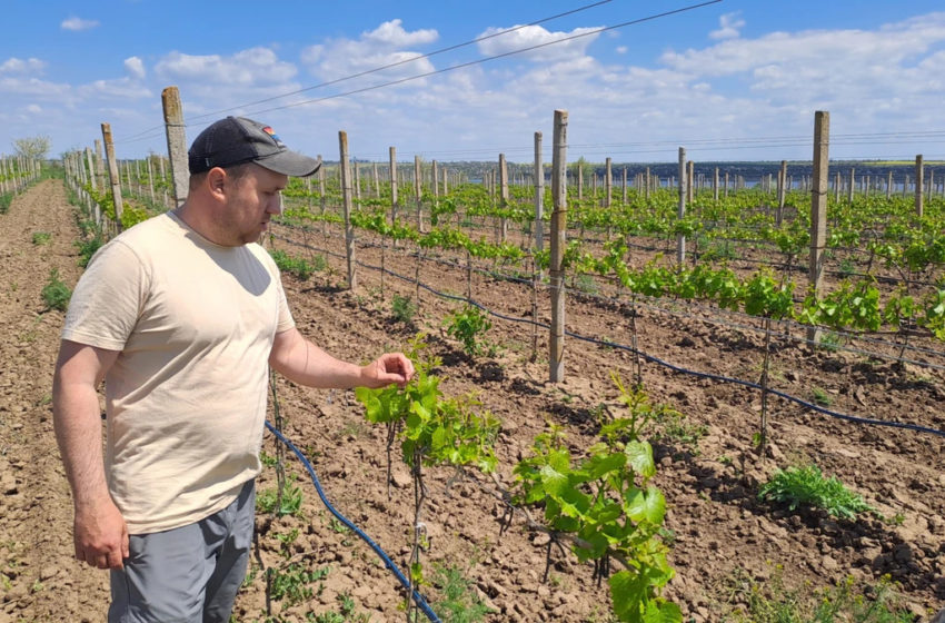  Steppe Winery: бетонні яйця, степовий теруар і нове обличчя миколаївського виноробства