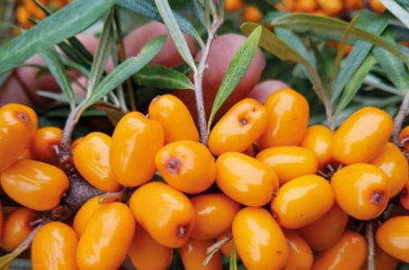 Від поля до тунелів заморозки: що побачать учасники бізнес-туру AgroBerry&Veg 2026 на СТзОВ ім. Л. Українки?