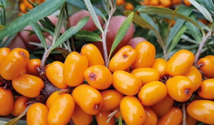  Від поля до тунелів заморозки: що побачать учасники бізнес-туру AgroBerry&Veg 2026 на СТзОВ ім. Л. Українки?