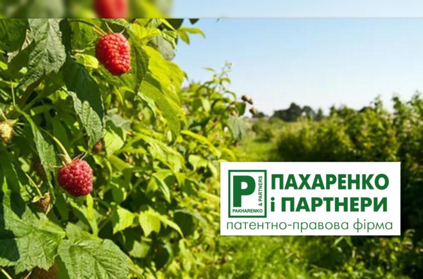  Як інтелектуальна власність допомагає  українському садівничому бізнесу вистояти під час війни