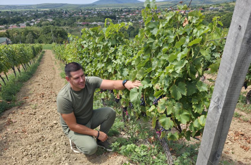  KRITSKI WINERY: європейські саджанці, нові сорти та відродження закарпатського виноградарства