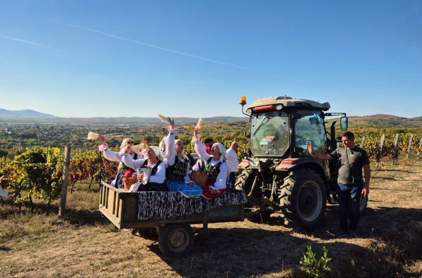  Виноробня KRITSKI WINERY на Закарпатті відтворила традицію сюрету