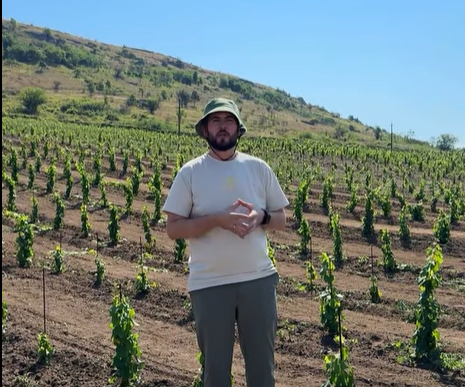  Спочатку — лоза, потім урожай: стратегія GIGI WINERY для молодих насаджень